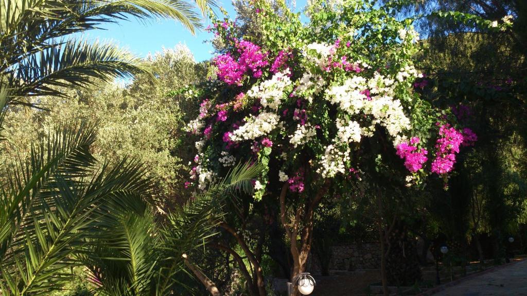 Paradise Garden Hotel Oludeniz Exterior foto